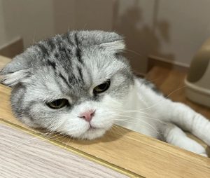 김정난-반려묘