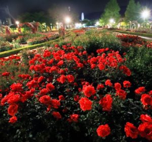 곡성 장미 축제 야간-이미지