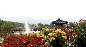 곡성 장미 축제-이미지